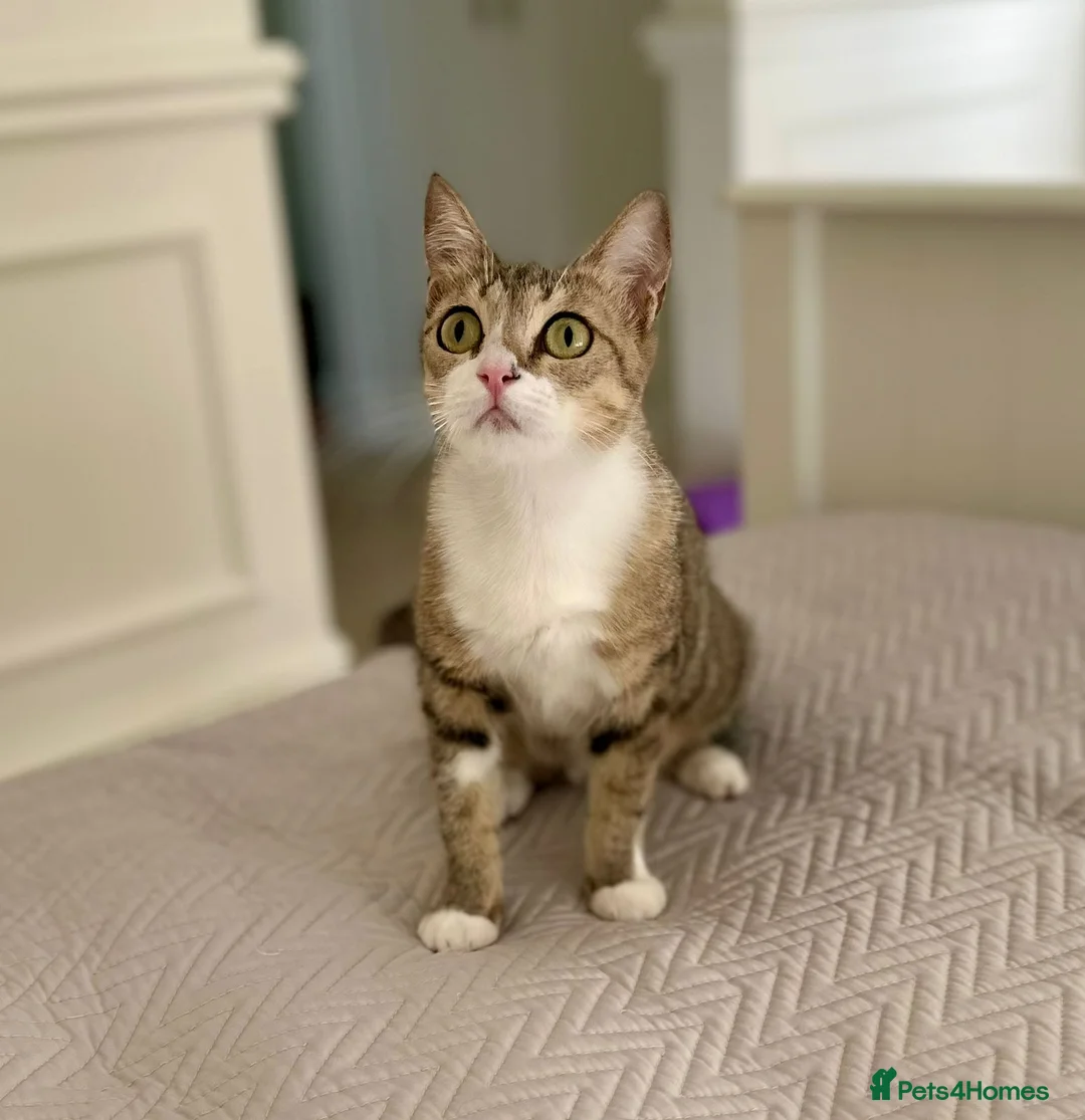 Mixed Breed cats for adoption: Special Female Cat for Indoor Only Adoption - Advert 6