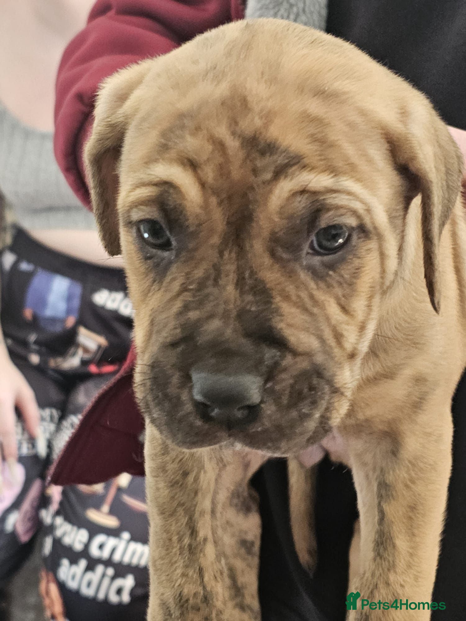 Mixed Breed dogs Bullmastiff cross cane corso - Advert 4