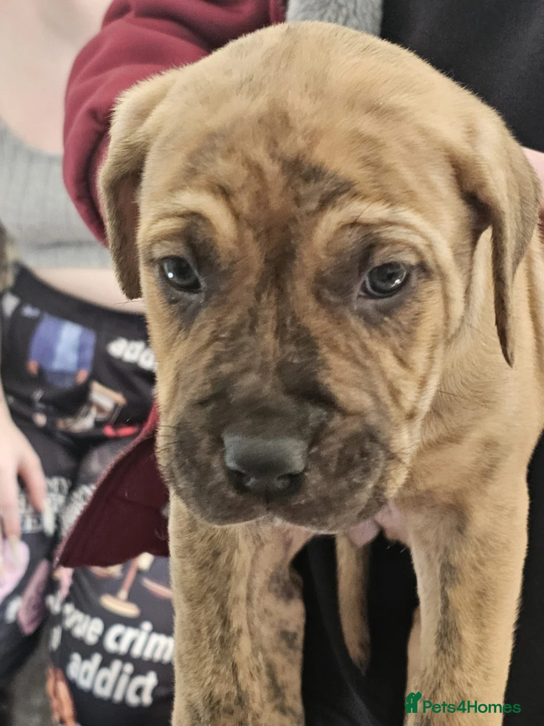 Mixed Breed dogs for sale: Bullmastiff cross cane corso - Advert 1