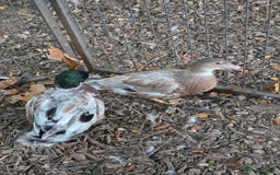 Ducks poultry for sale: Ducklings and call ducks for sale - Image 2