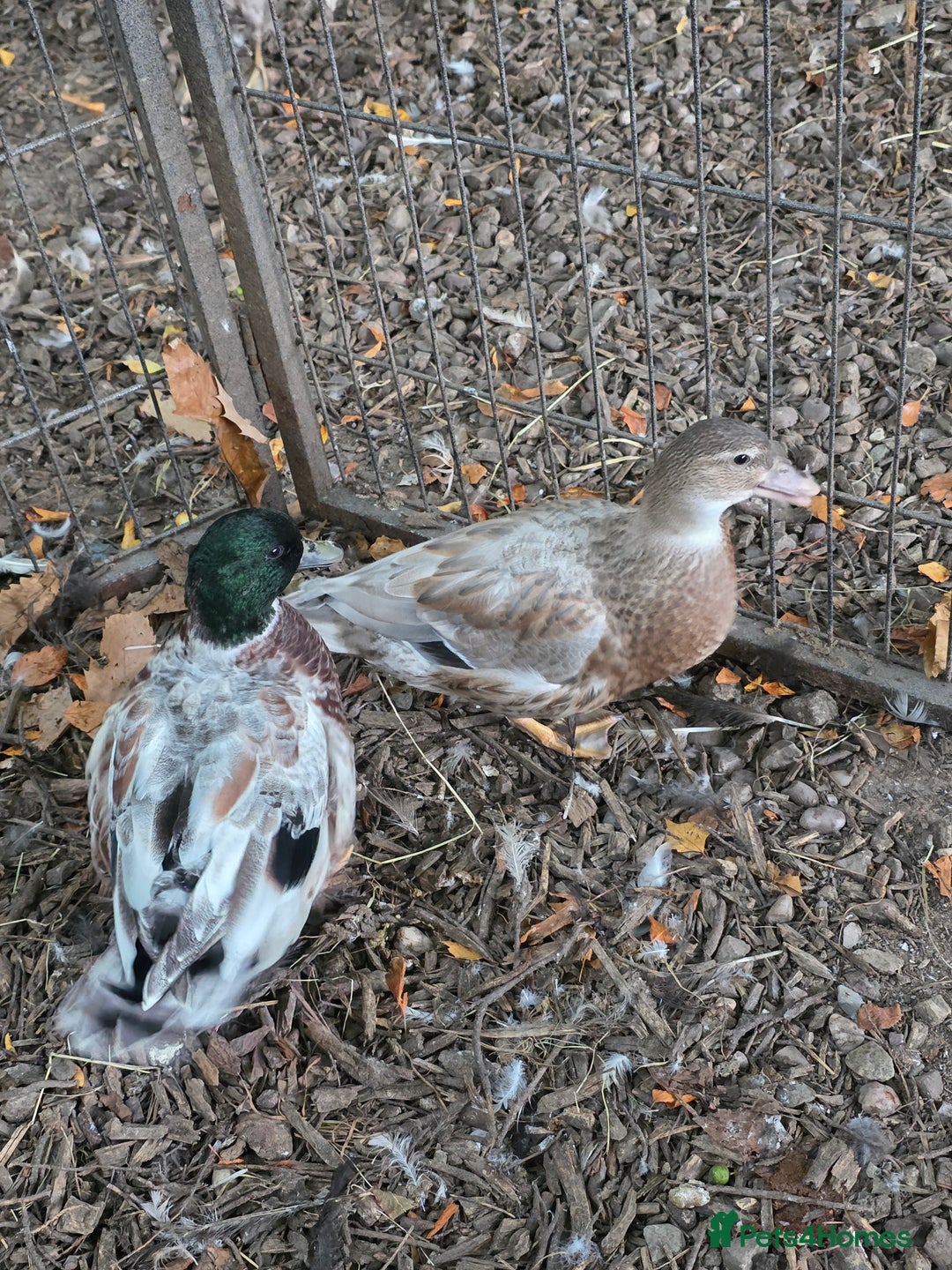 Ducks poultry for sale: Ducklings and call ducks for sale - Image 2