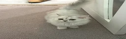 Persian cats for sale: Persian princess  - Advert 4