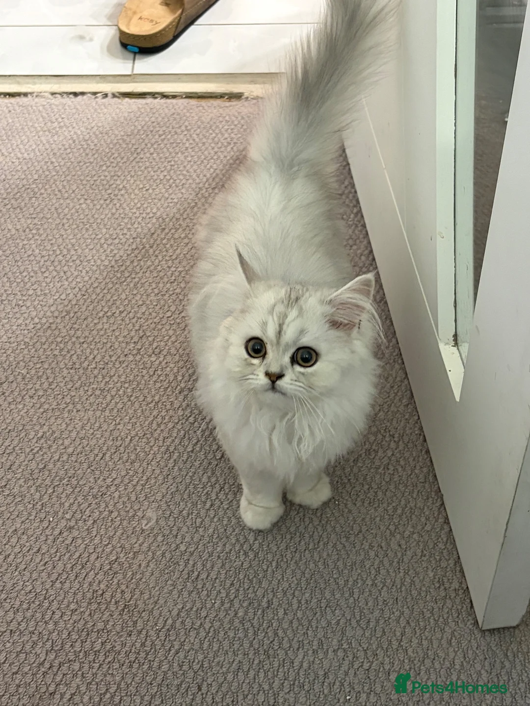 Persian cats for sale: Persian princess  - Advert 4