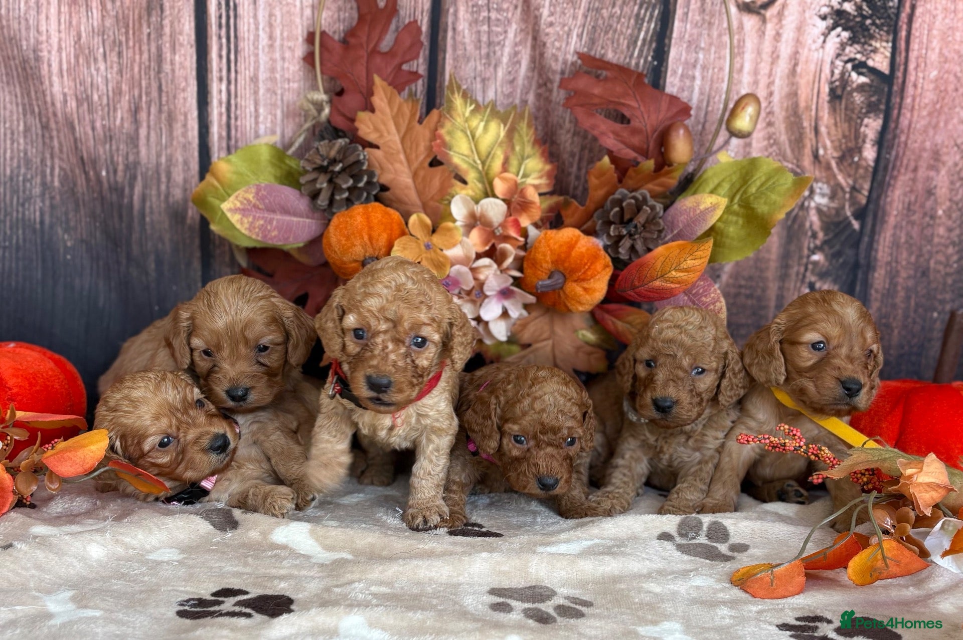 Cockapoo dogs Gorgeous F1B Miniature Cockapoos  Puppies - Advert 1