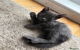 Mixed Breed cats for sale: 4 kittens ready to be homed - Image 1