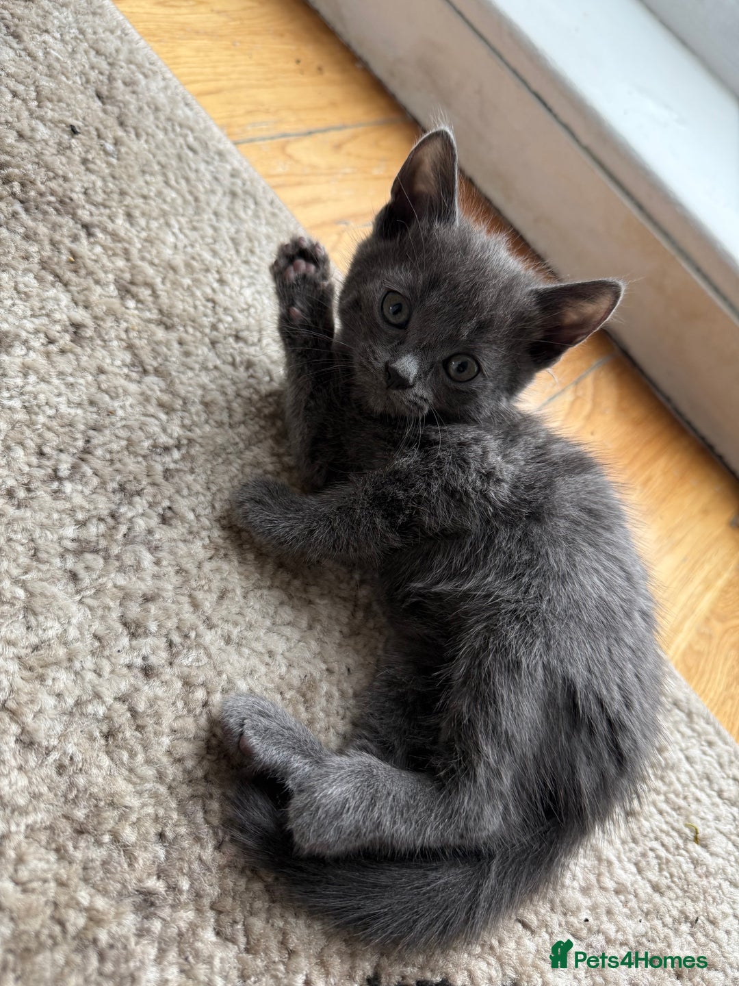 Mixed Breed cats for sale: 4 kittens ready to be homed - Image 1