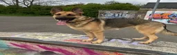 German Shepherd dogs for sale: Dm clear German shepherd pups born on the 19th sep - Advert 23