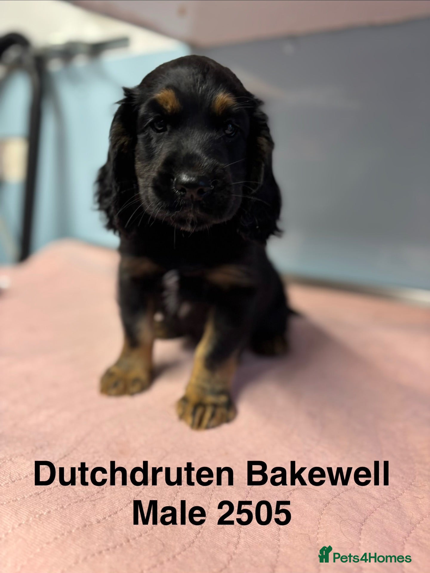 Cocker Spaniel dogs Kc working type cocker spaniels  - Advert 1