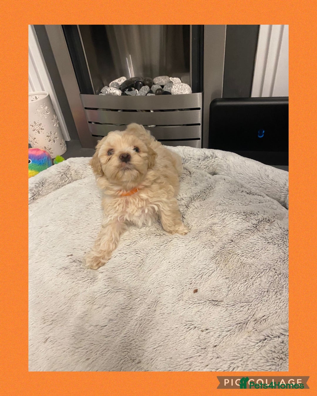 Maltipoo dogs for sale: Stunning F1 Maltipoo Puppies!!! - Image 12