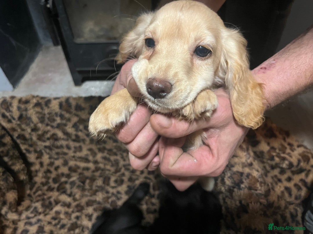 Sprocker dogs for sale: 3 Sprocker pups left!! - Advert 6