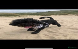 Toy Poodle dogs for sale: Toy poodle  - Image 4
