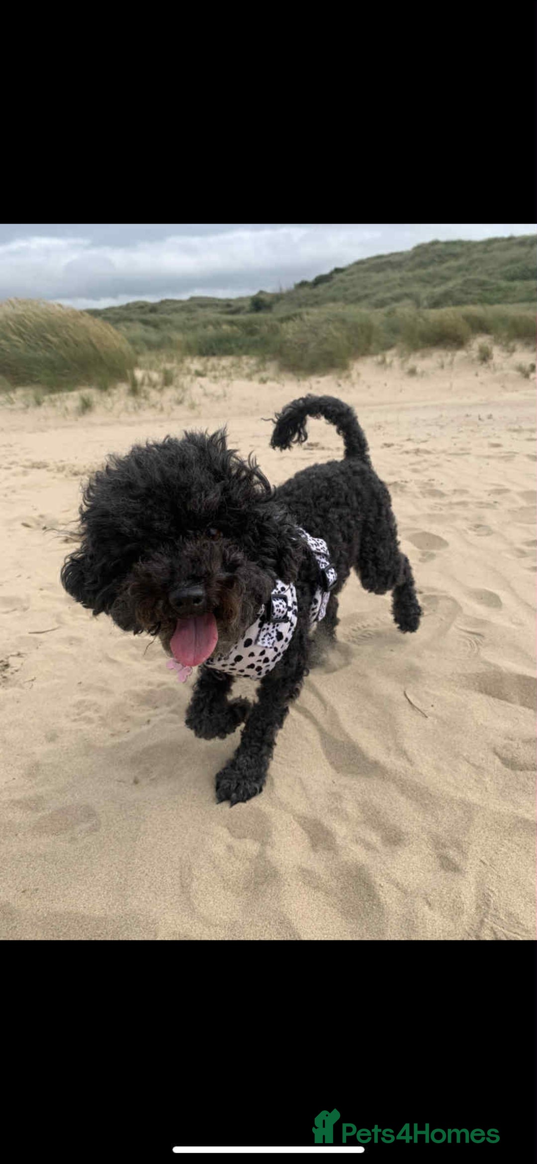 Toy Poodle dogs for sale: Toy poodle  - Image 4