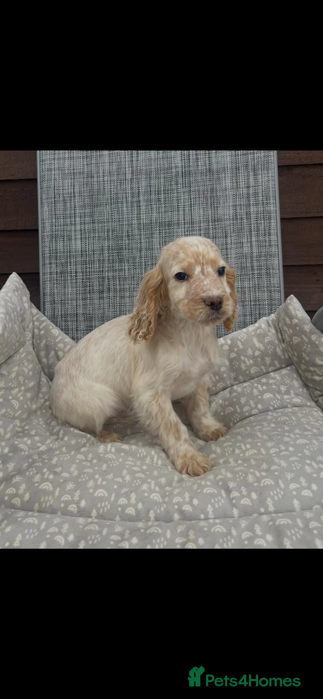 Cocker Spaniel dogs for sale: Show-Type Cocker-Spaniel Puppies - Advert 6