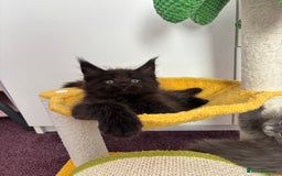 Maine Coon cats for sale: ✨7 Pure Bred Maine Coon Kittens✨ - Image 21