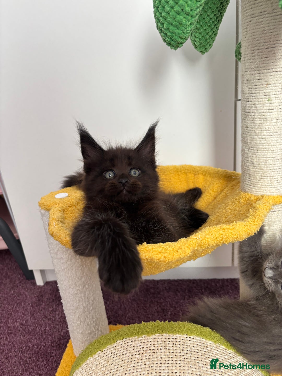 Maine Coon cats for sale: ✨7 Pure Bred Maine Coon Kittens✨ - Image 21
