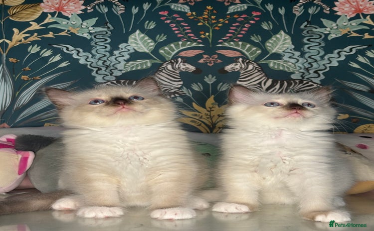 Ragdoll cats - Advert 1