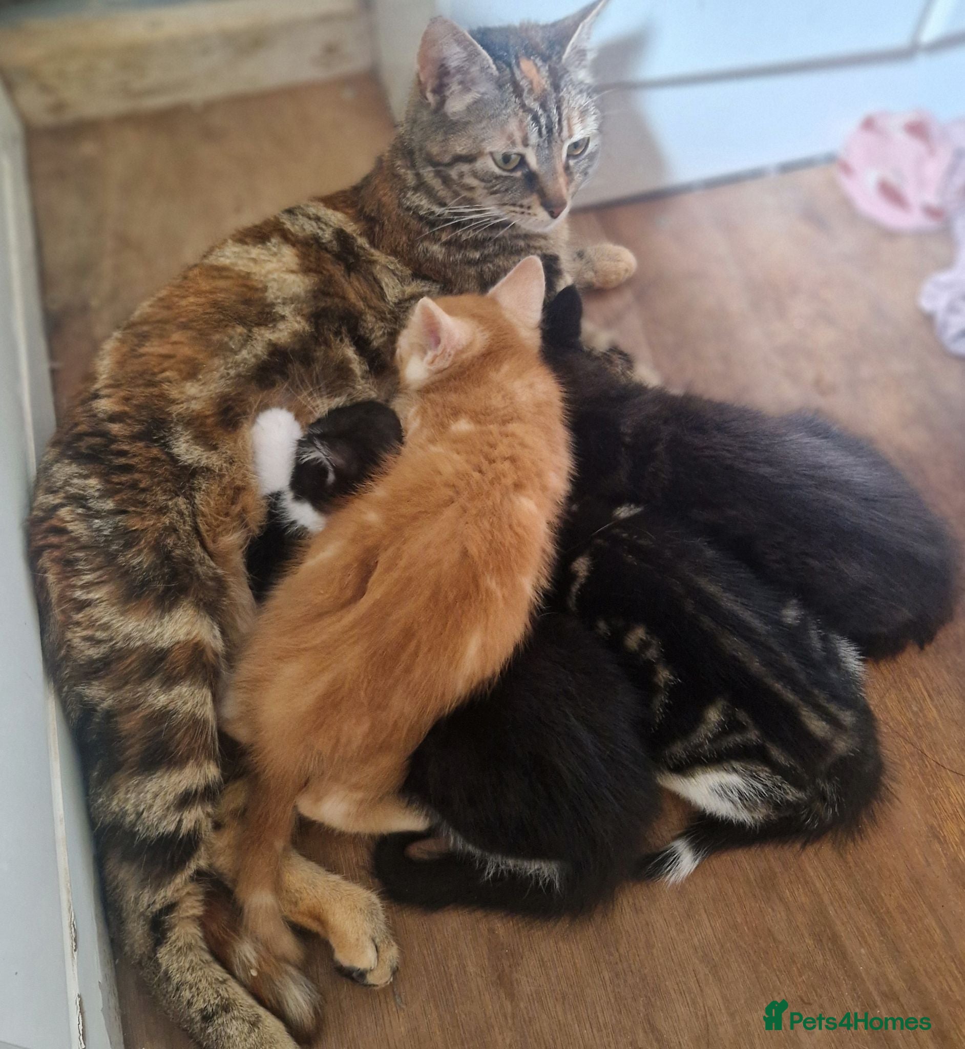 Mixed Breed cats Ready to leave - Advert 5