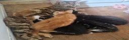 Mixed Breed cats for sale: Ready to leave - Advert 1
