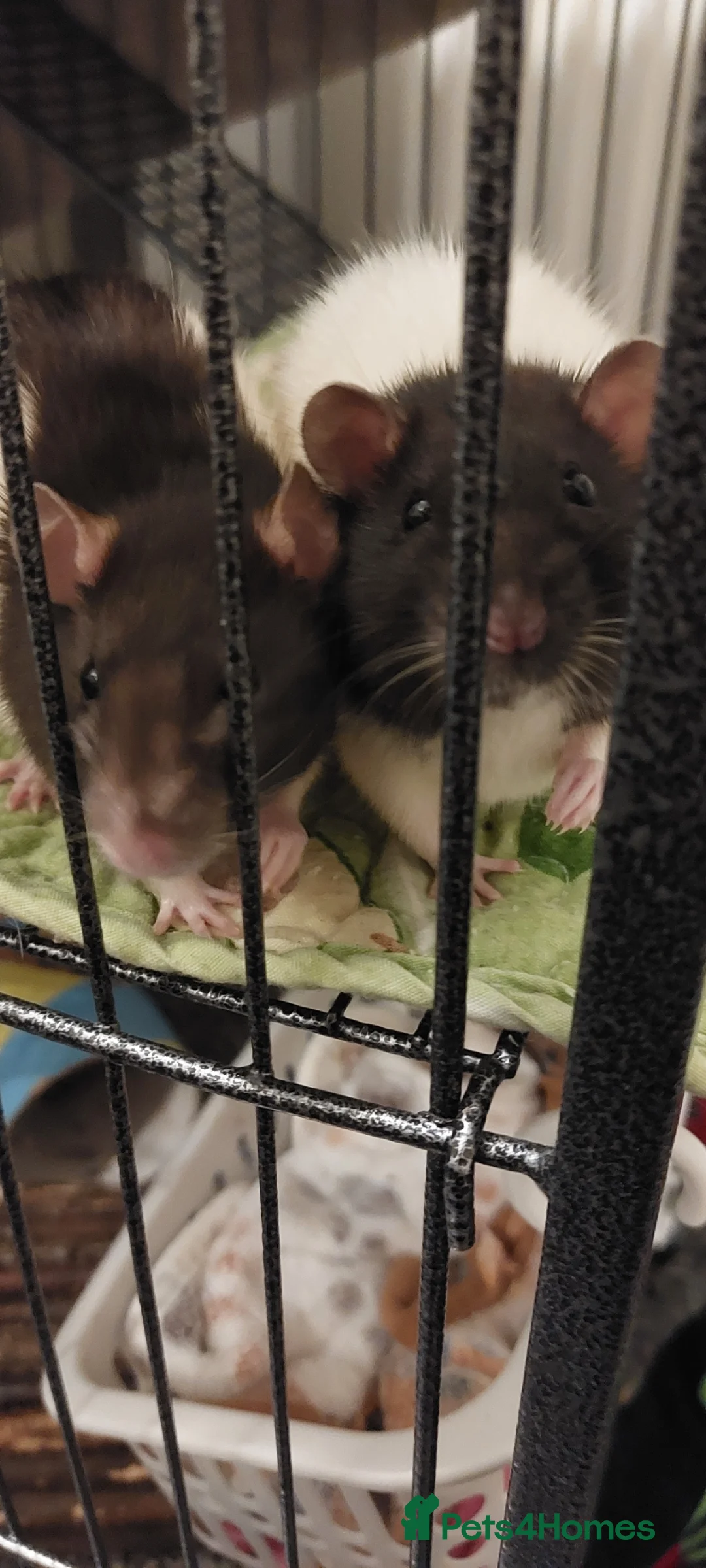 Rat rodents for sale: 2 beautiful female rats with cage and accessories  - Advert 2
