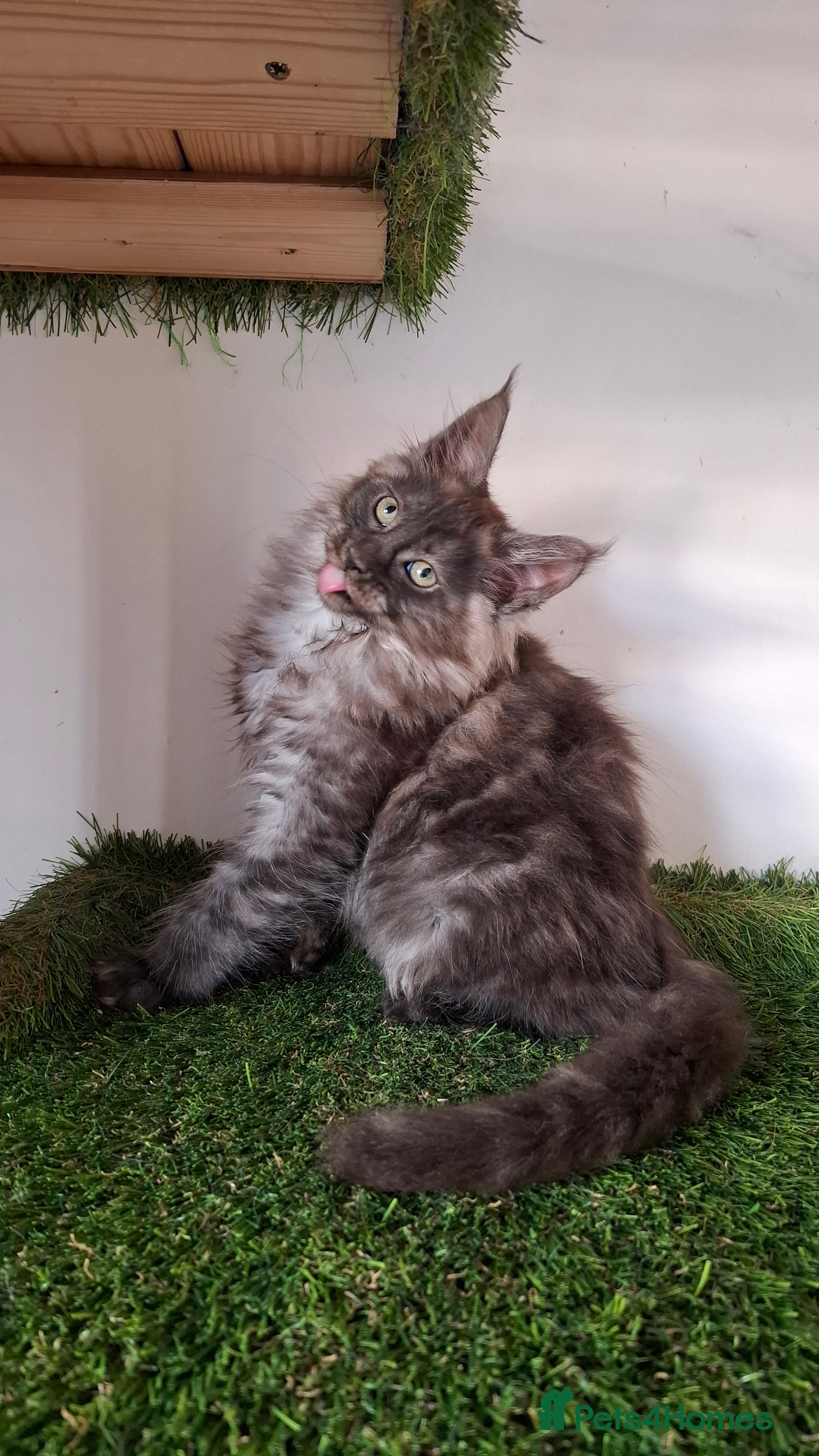 Maine Coon cats Pedigree Maine Coon Kitens - Advert 1