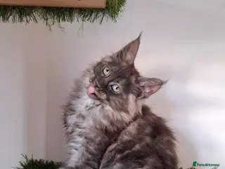 Maine Coon cats Pedigree Maine Coon Kitens - Advert 1