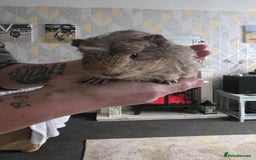 Guinea Pig rodents for sale: 6 boars 4 sale pr5 5ag  - Advert 2