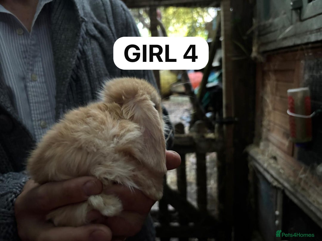 Mini Lop rabbits for sale: Friendly, Handled, Beautiful Baby Bunnies for Sale - Image 18