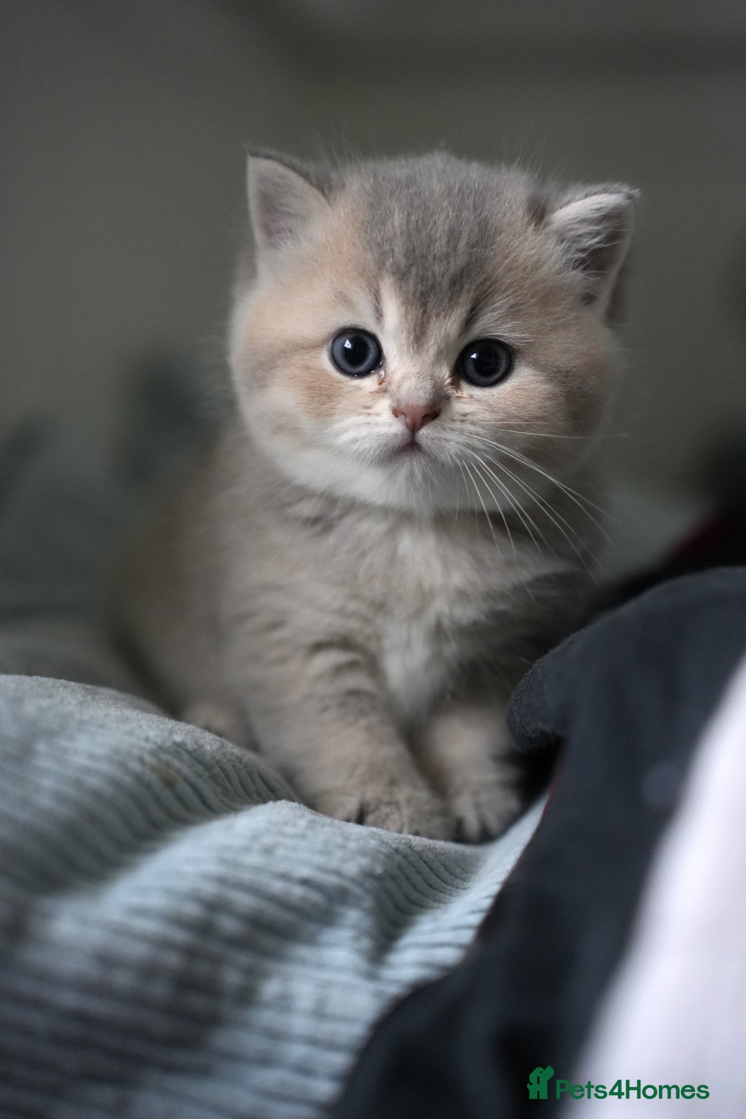Scottish Fold cats for sale: Scottish fold/straight  - Advert 14