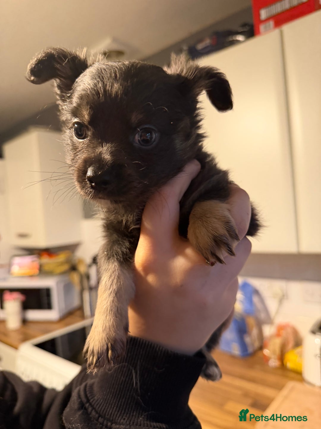 Pomchi dogs for sale: Pomchi puppies *ready now * - Advert 5