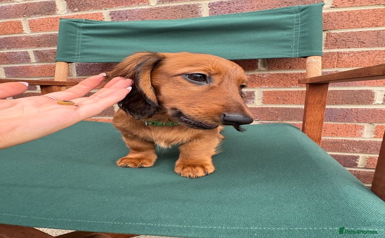 Miniature Dachshund dogs - Advert 9