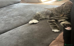 American Shorthair cats for sale: Absolutely stunning and loving Male Kitten   - Image 5