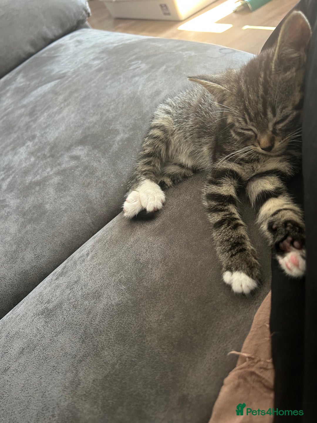 American Shorthair cats for sale: Absolutely stunning and loving Male Kitten   - Image 5