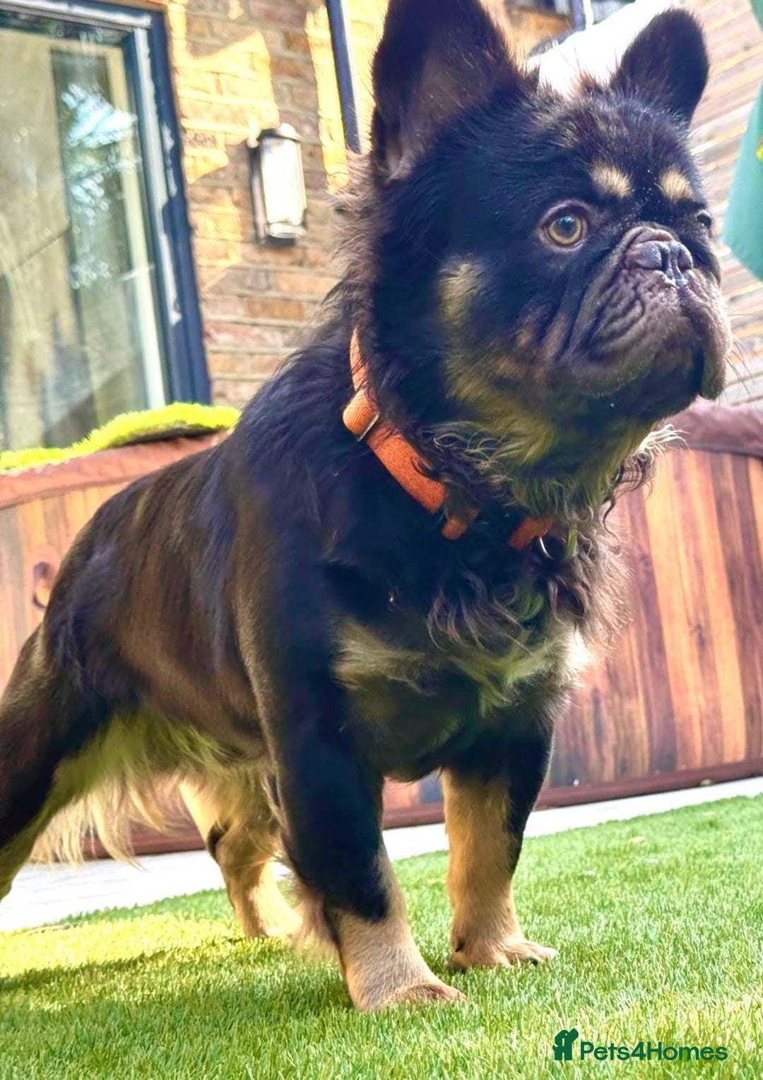 French Bulldog dogs for stud: PROVEN STUD Louis Isabella, Rojo Visual Fluffy in London - Image 2