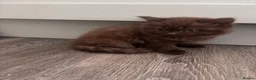 Mixed Breed cats for sale: Adorable kittens - Advert 15