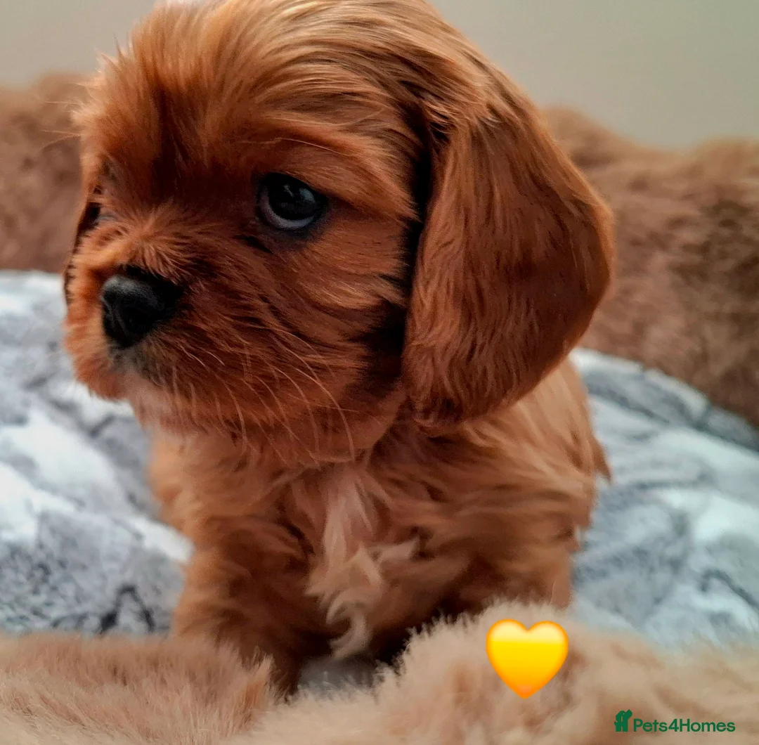 Cavalier King Charles Spaniel dogs for sale:  KC Beautiful Cavalier King Charles Spaniel 🐾⭐️ - Advert 4