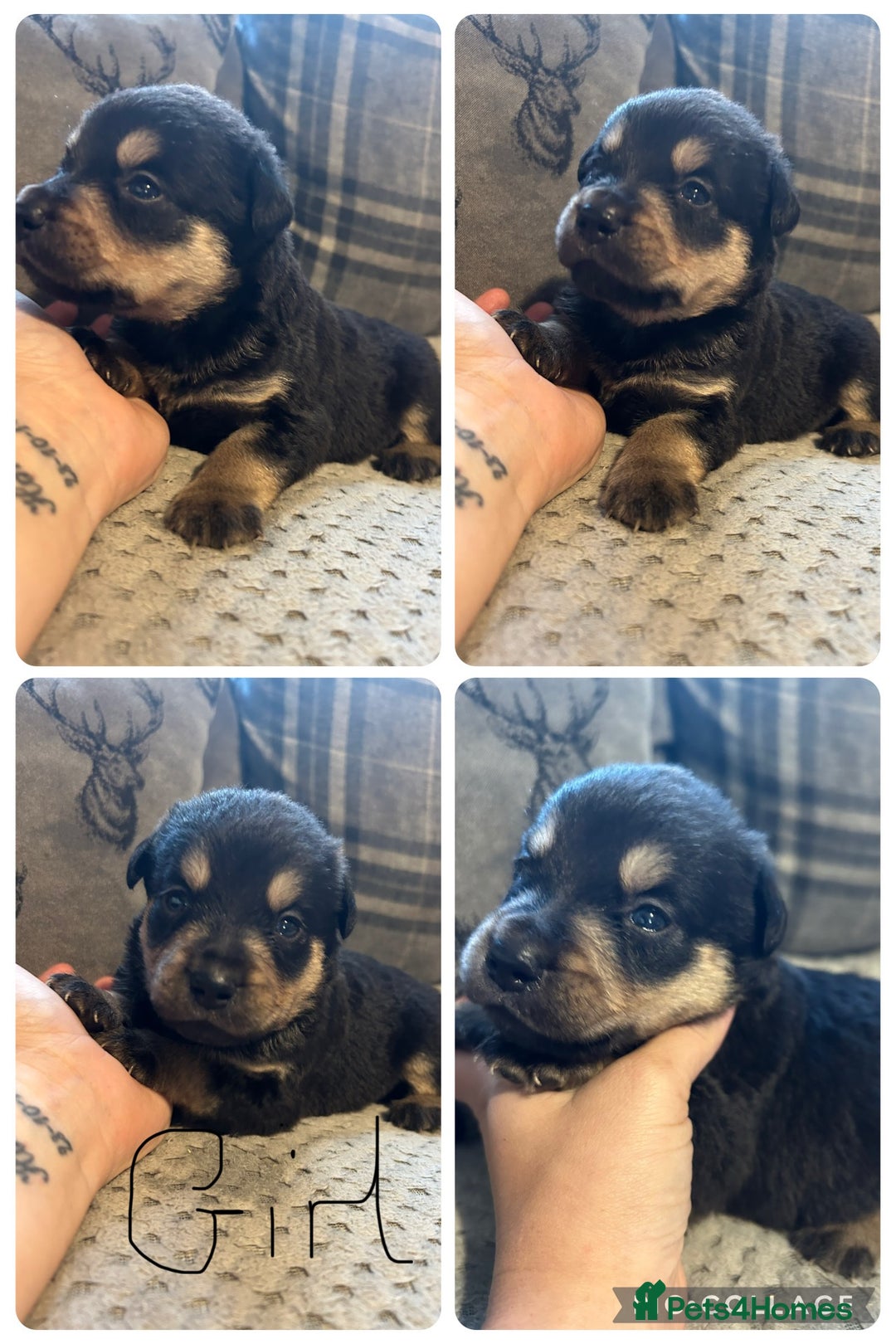 Rottweiler dogs for sale: Beautiful Rottweiler Puppy’s For Sale  - Image 2