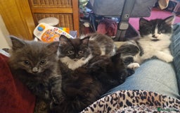 British Shorthair cats for sale: Cute kittens for sale  - Image 2