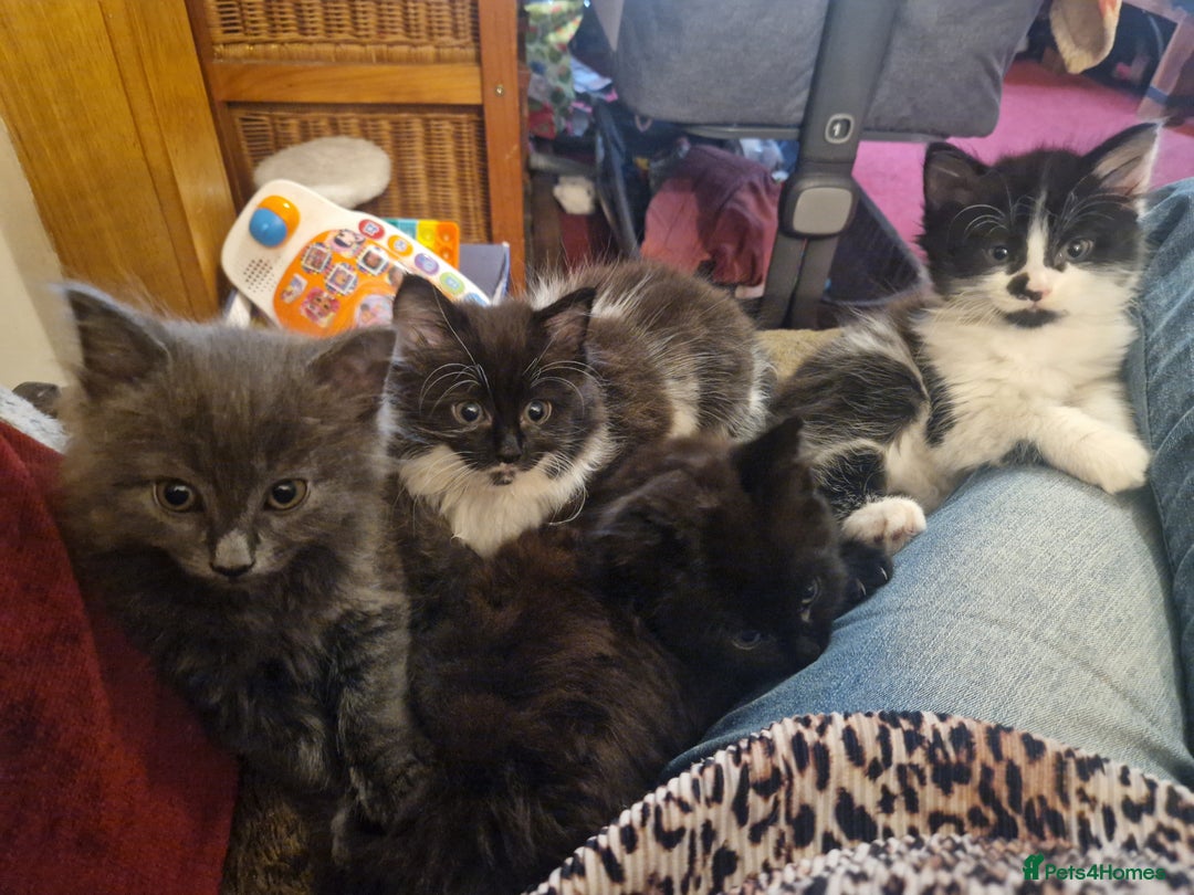 British Shorthair cats for sale: Cute kittens for sale  - Image 2