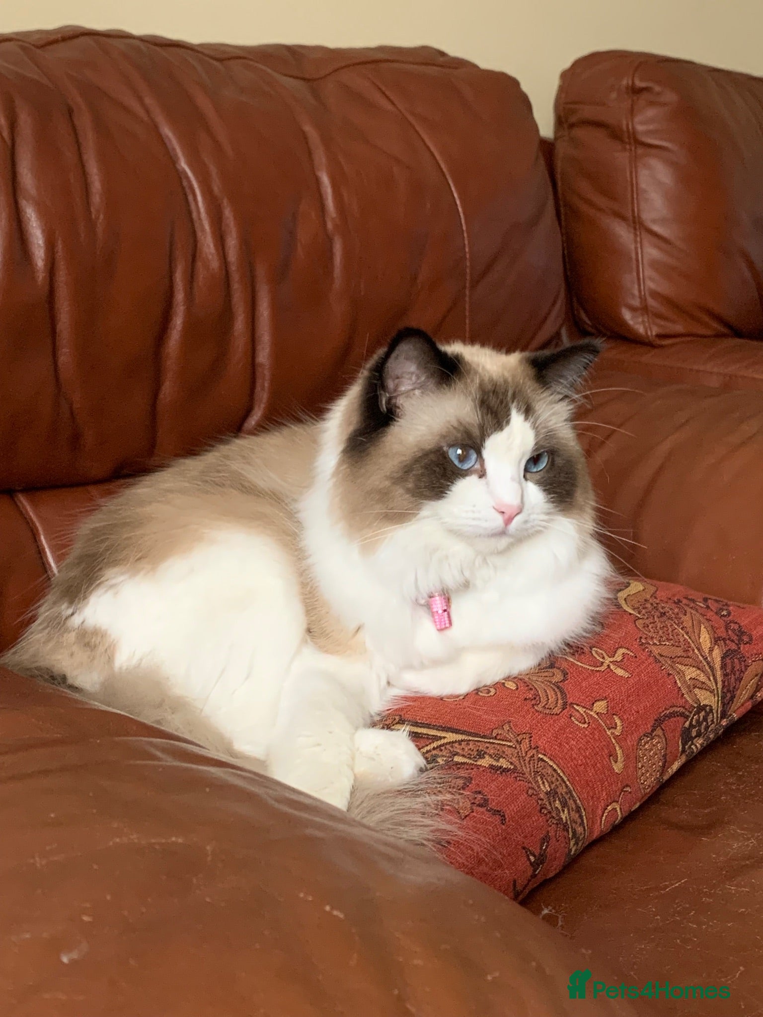 Ragdoll cats Pedigree bicolour ragdoll - Advert 1