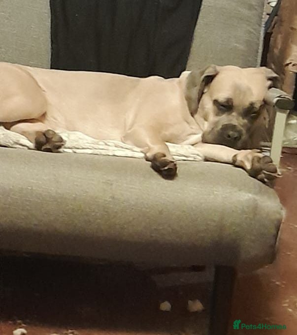 Mixed Breed dogs  Miss Suki - Advert 1