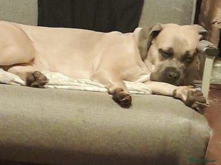 Mixed Breed dogs Miss Suki - Advert 1