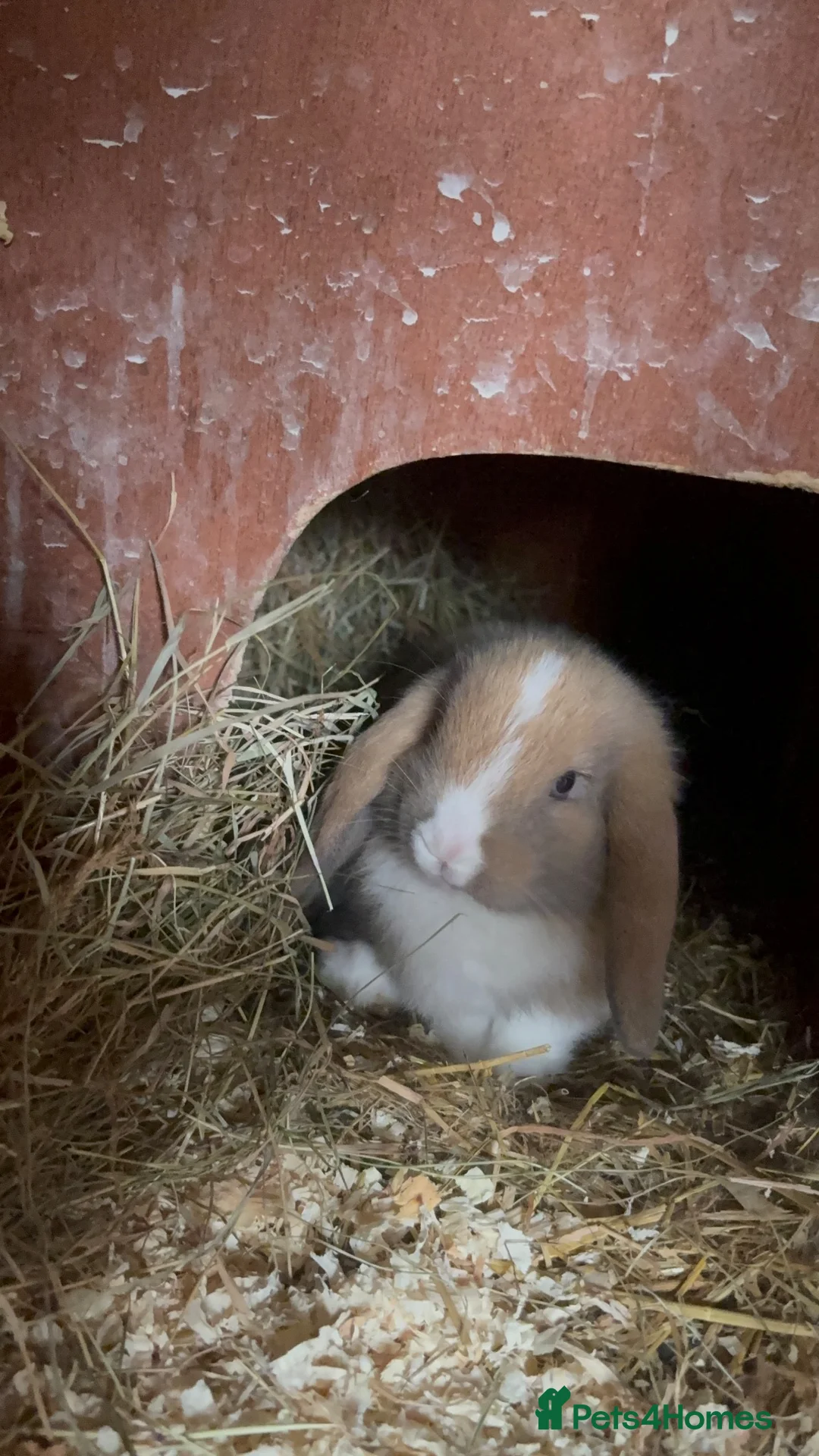 Mini Lop rabbits for sale: mini lop  - Advert 1