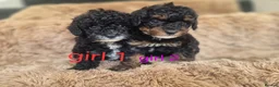 Toy Poodle dogs for sale: Toy poodle 🐩 kc registered mum and dad  in Chester - Advert 31