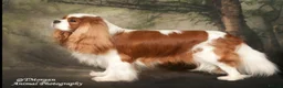 Cavapoo dogs for sale: STUNNING F1 CAVAPOO PUPPIES – CRUFTS SHOW-DOG SIRE - Advert 7