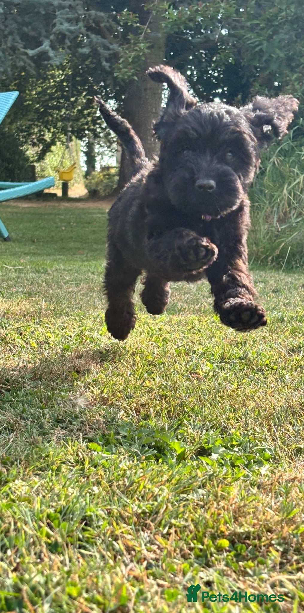 Cockapoo dogs F1 happy Cockerpoos  - Advert 6