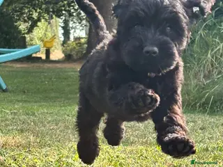 Cockapoo dogs F1 happy Cockerpoos - Advert 6