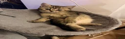 Scottish Fold cats for sale: REDUCED ❤️❤️Tabby cat😘Luxury Scottish❤️❤️❤️❤️❤️❤️ - Advert 8