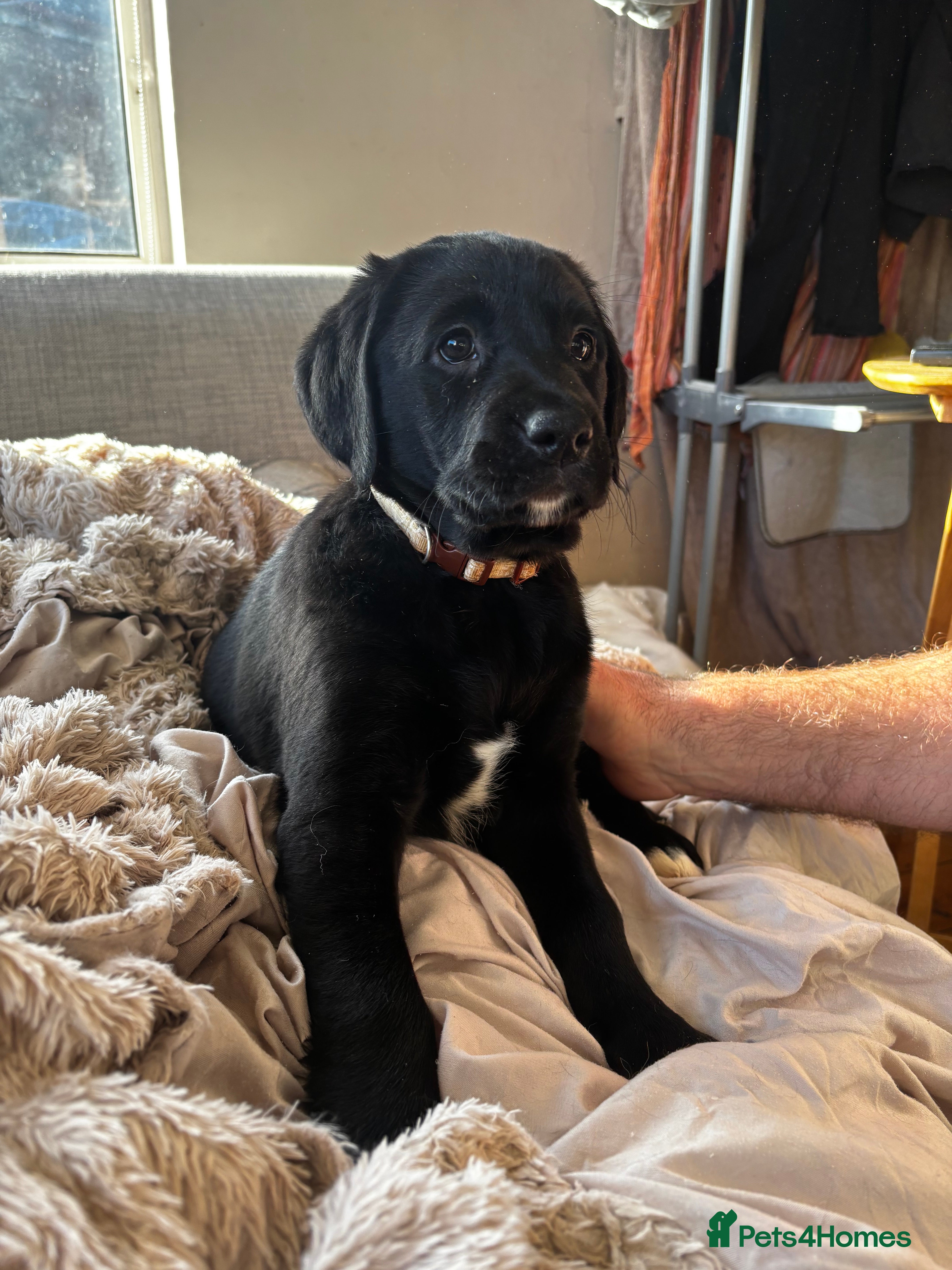 Goldador dogs Goldador puppies with a dash of dalmation 1 left  - Advert 15