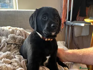 Goldador dogs Goldador puppies with a dash of dalmation 1 left - Advert 15