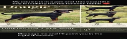 Dobermann dogs for sale: Dougie The Doberman - Advert 1